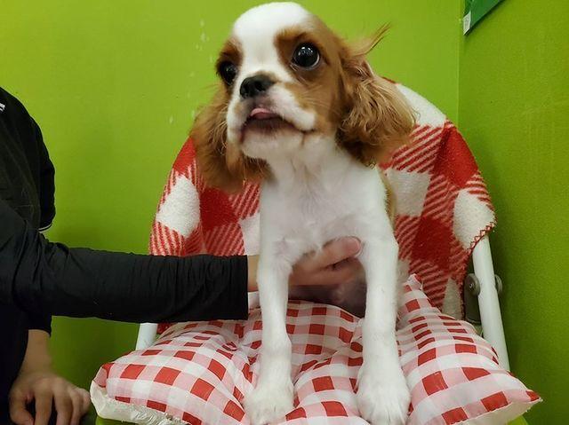 キャバリア キング チャールズ スパニエルの詳細情報 ペットを探す ペットワールド アミーゴ