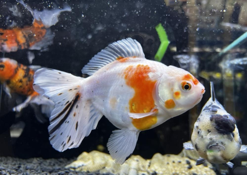 金魚 の詳細情報 ペットを探す ペットワールド アミーゴ 金魚 の詳細情報 ペットを探す ペットワールド アミーゴ