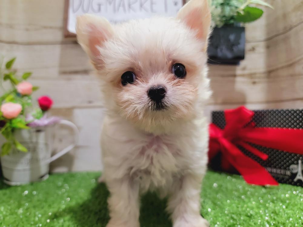 ミックス犬の詳細情報 ペットを探す ペットワールド アミーゴ