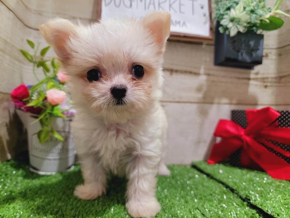 ミックス犬の詳細情報 ペットを探す ペットワールド アミーゴ