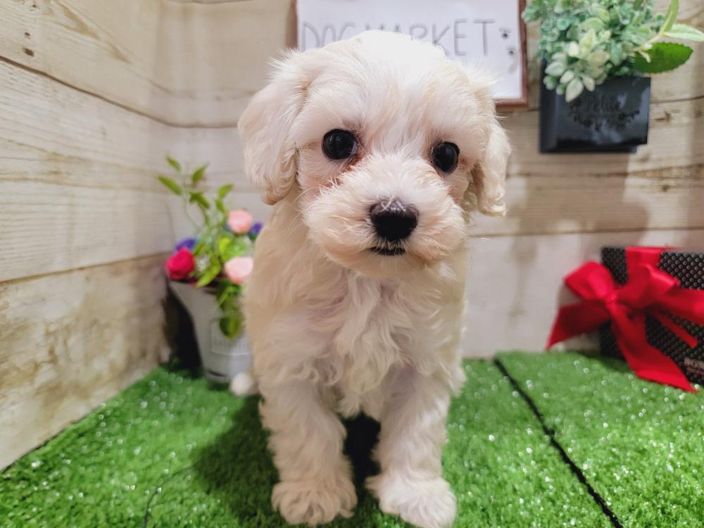 ミックス犬の詳細情報 ペットを探す ペットワールド アミーゴ