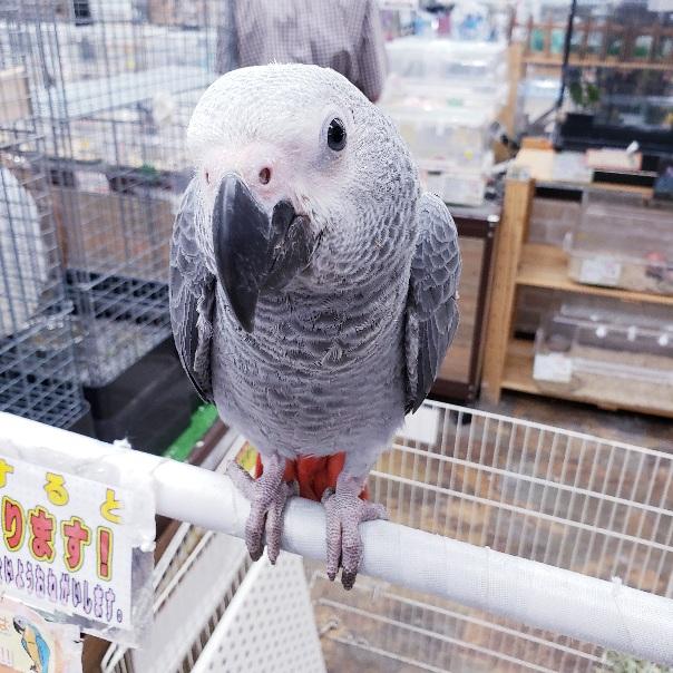 鳥】大型インコ・オウムの詳細情報 | ペットを探す | ペットワールド