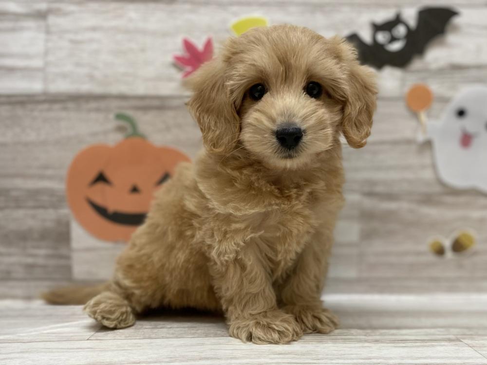 ミックス犬の詳細情報 ペットを探す ペットワールド アミーゴ