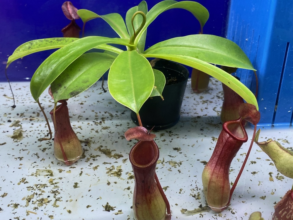 植物育成 食虫植物・苔・観葉植物・多肉植物・昆虫・爬虫類の