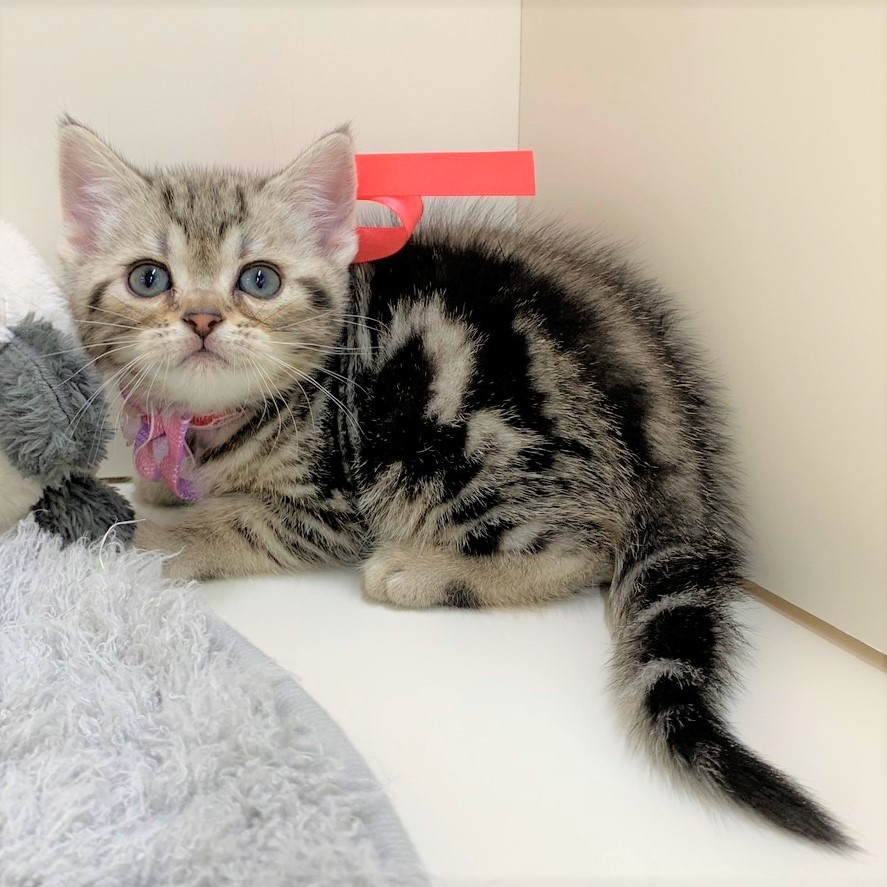 ももにゃん様❤アメリカンショートヘア 印鑑スタンド♡シルエット型 ももにゃん様❤アメリカンショートヘア 印鑑スタンド