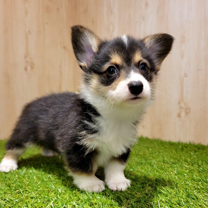 ウェルシュ・コーギー・ペンブロークの詳細情報 ペットを探す ペットワールド アミーゴ