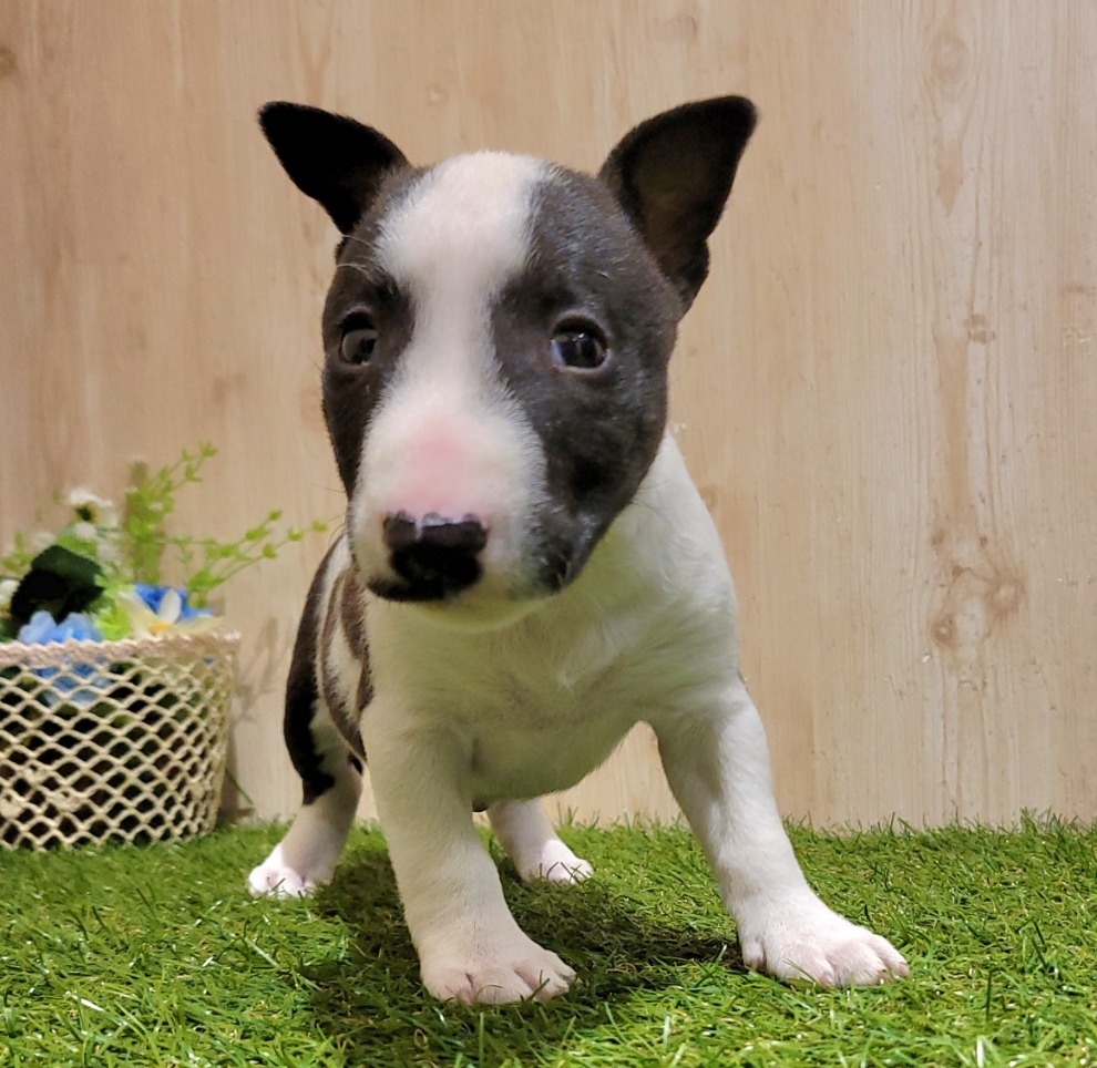 ミニチュア・ブル・テリアの詳細情報 ペットを探す ペットワールド アミーゴ