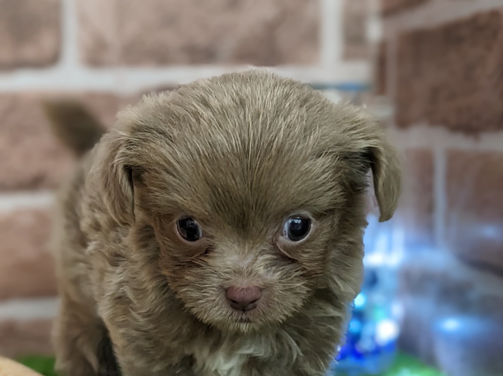 ミックス犬の詳細情報 | ペットを探す | ペットワールド アミーゴ