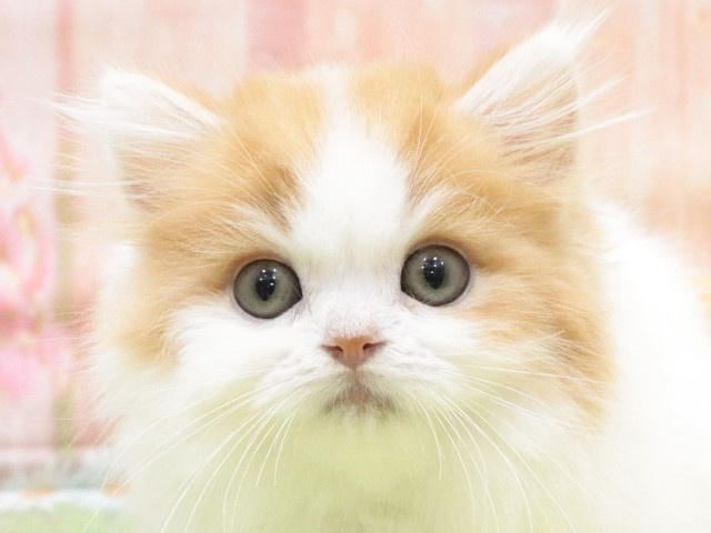 大阪府のマンチカン (アミーゴ鳳店/2023年8月23日生まれ/男の子/レッドタビーホワイト)の子猫