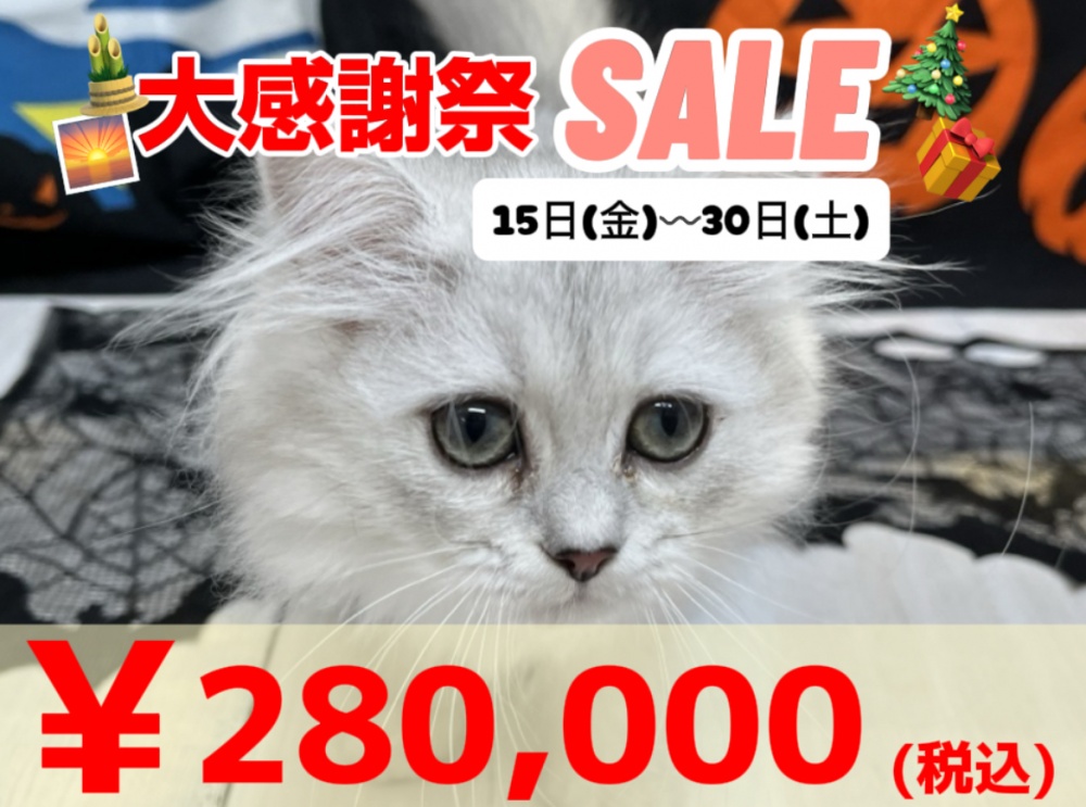 高知県のペルシャ (アミーゴ高知店/2023年8月7日生まれ/女の子/チンチラシルバー)の子猫