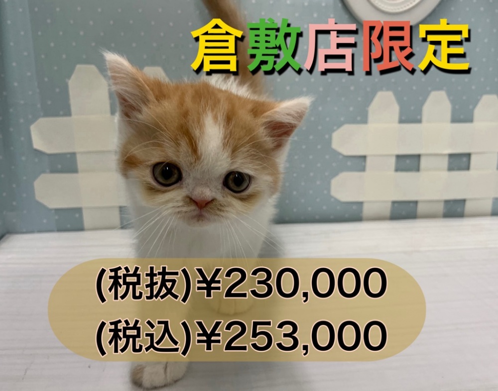 岡山県のエキゾチックショートヘアー (アミーゴ倉敷店/2023年8月28日生まれ/男の子/レッドタビーホワイト)の子猫