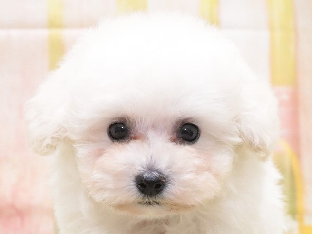 大阪府のトイプードル(トイ) (アミーゴ鳳店/2023年9月5日生まれ/女の子/ホワイト)の子犬