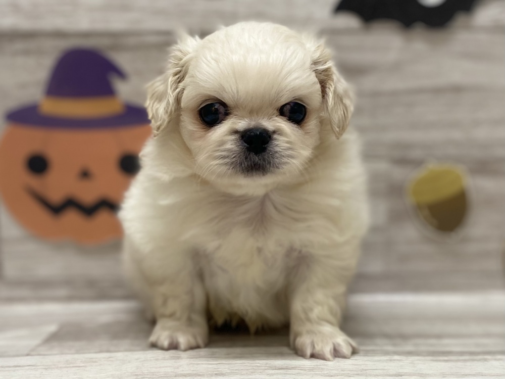 秋田県のハーフ犬 (アミーゴ横手店/2023年8月17日生まれ/男の子/ホワイト(白))の子犬