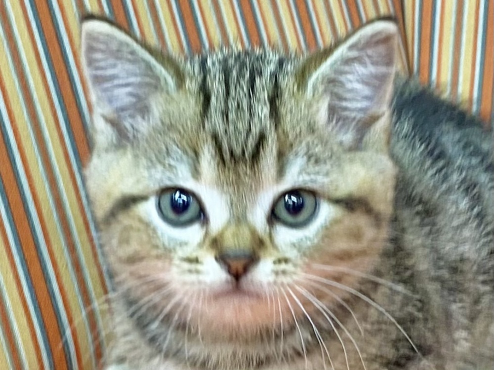 和歌山県のアメリカンショートヘアー (アミーゴ和歌山太田店/2023年8月31日生まれ/男の子/ブラウンタビー)の子猫