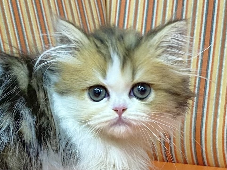 和歌山県のエキゾチック (アミーゴ和歌山太田店/2023年8月31日生まれ/女の子/ブラウンパッチドタビーホワイト)の子猫
