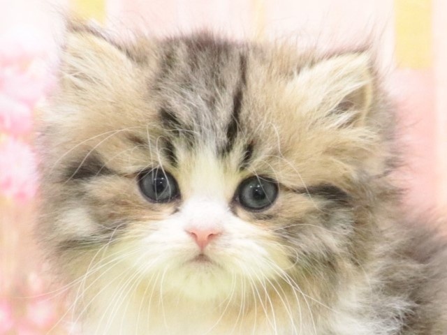 大阪府のスコティッシュフォールド (アミーゴ鳳店/2023年9月6日生まれ/女の子/ブラックタビーホワイト)の子猫