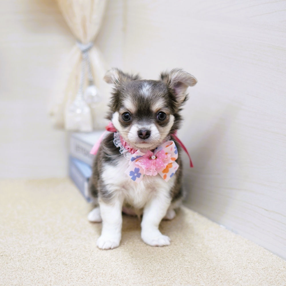 富山県のチワワ(ロング) (アミーゴ富山山室店/2023年9月6日生まれ/女の子/ブルータンホワイト)の子犬