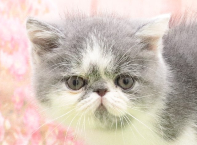 大阪府のエキゾチックショートヘアー (アミーゴ鳳店/2023年9月4日生まれ/男の子/ブルーホワイト)の子猫