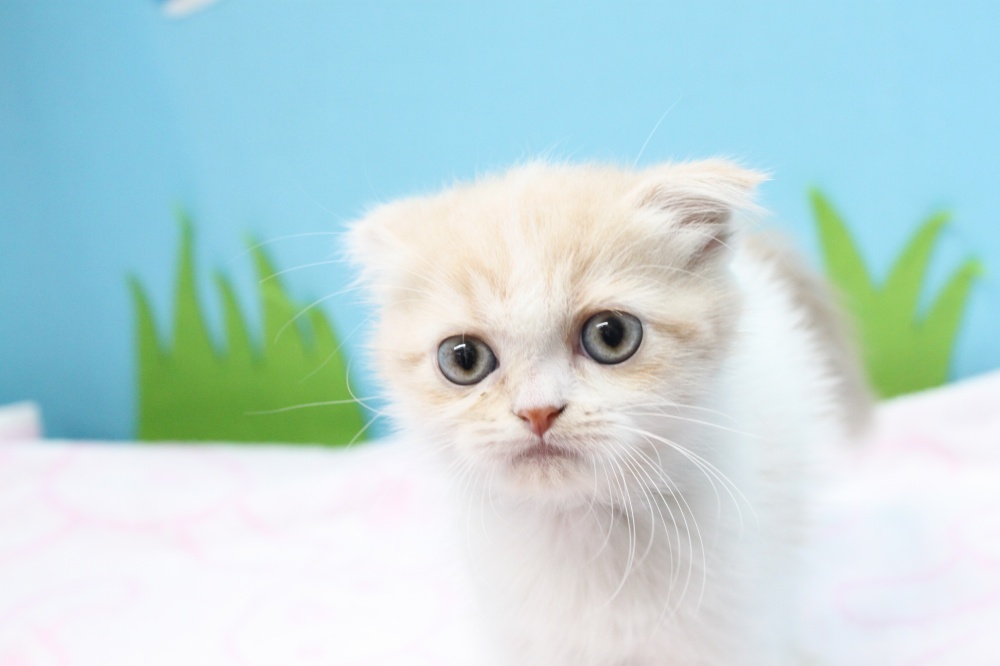 愛媛県のスコティッシュフォールド (アミーゴ今治店/2023年9月9日生まれ/女の子/クリームタビーホワイト)の子猫