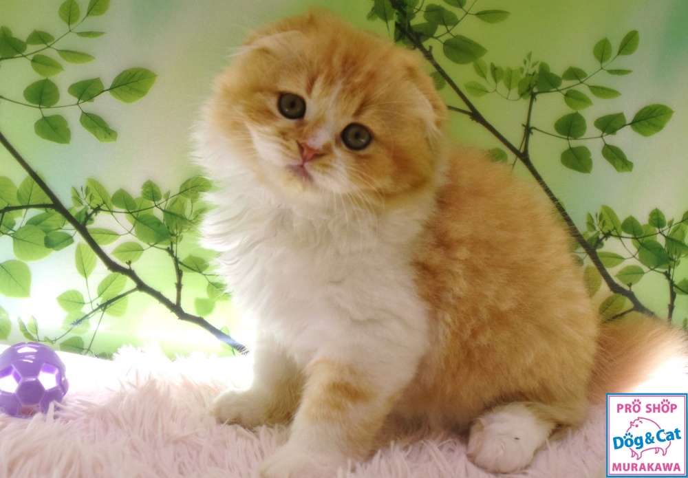 広島県のスコティッシュフォールド (アミーゴ温品店/2023年9月11日生まれ/女の子/レッドタビーホワイト)の子猫
