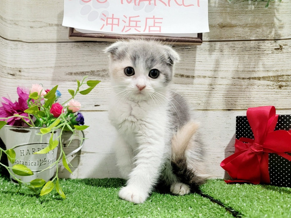 徳島県のスコティッシュフォールド (アミーゴ徳島沖浜店/2023年9月9日生まれ/女の子/ダイリュートキャリコ)の子猫