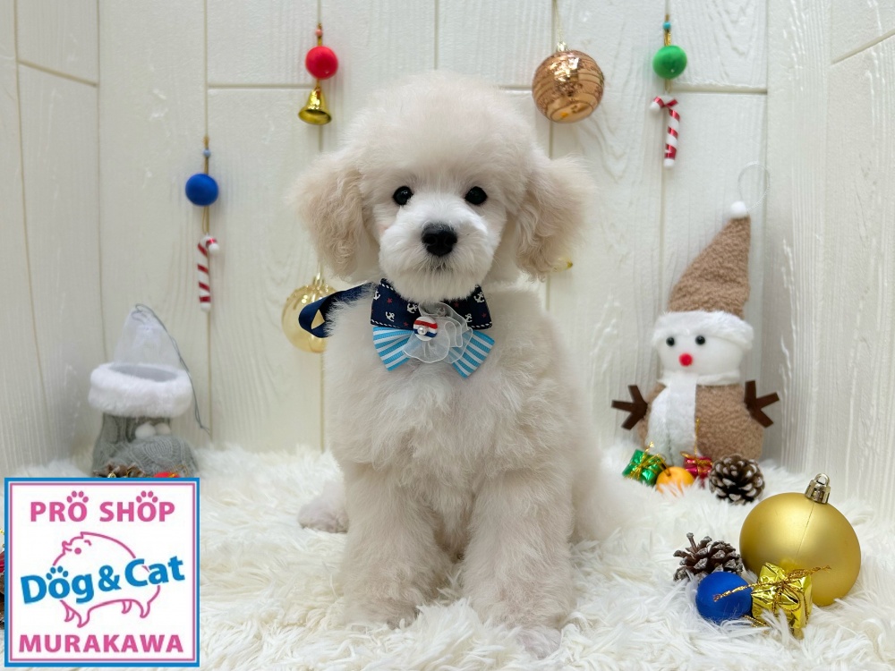 広島県のトイプードル (アミーゴ大町店/2023年9月10日生まれ/男の子/ホワイト(白))の子犬