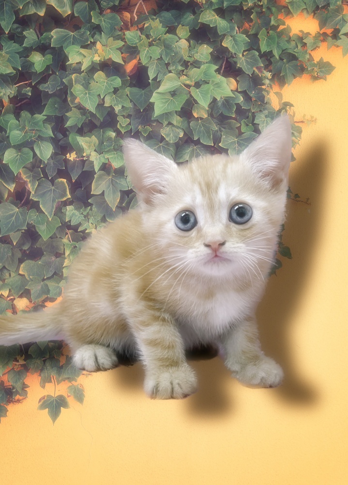 岡山県のミヌエット (アミーゴ津山店/2023年8月31日生まれ/男の子/レッドタビー)の子猫