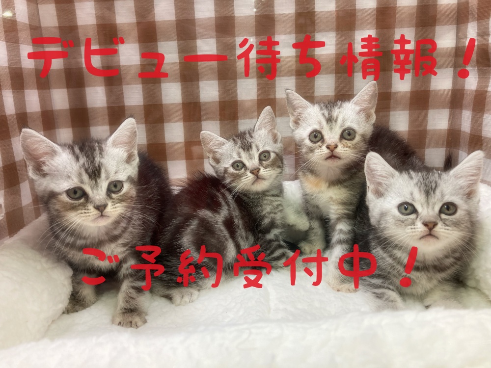 岡山県のアメリカンショートヘアー (アミーゴ津山店/2023年9月10日生まれ/女の子/シルバータビー)の子猫