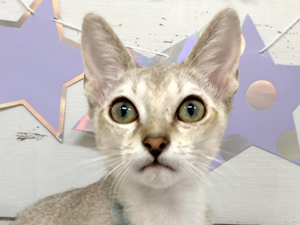 香川県のシンガプーラ (アミーゴ屋島店/2023年7月5日生まれ/男の子/セピアアグーティ)の子猫