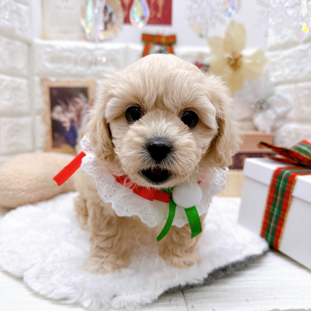 石川県のハーフ犬 (アミーゴ金沢有松店/2023年9月18日生まれ/男の子/アプリコット)の子犬