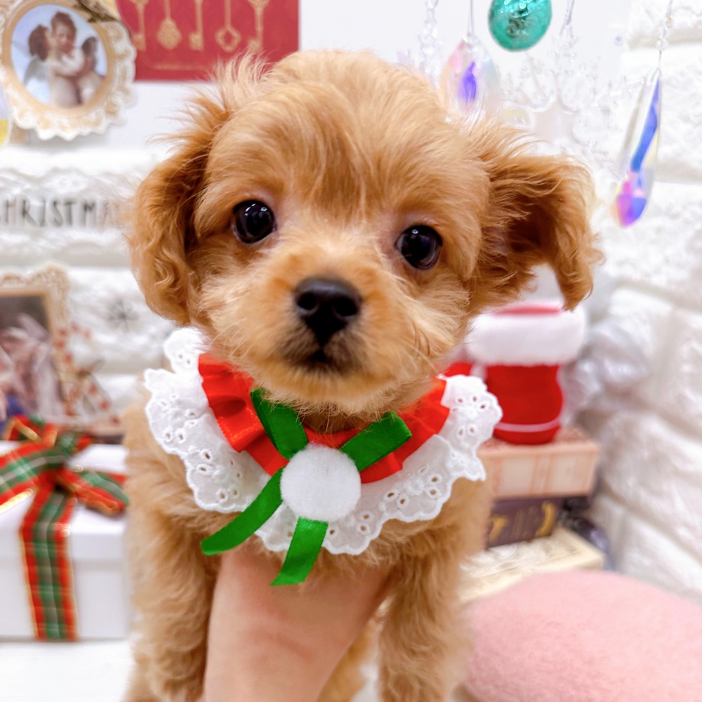 石川県のハーフ犬 (アミーゴ金沢有松店/2023年8月30日生まれ/男の子/アプリコット)の子犬
