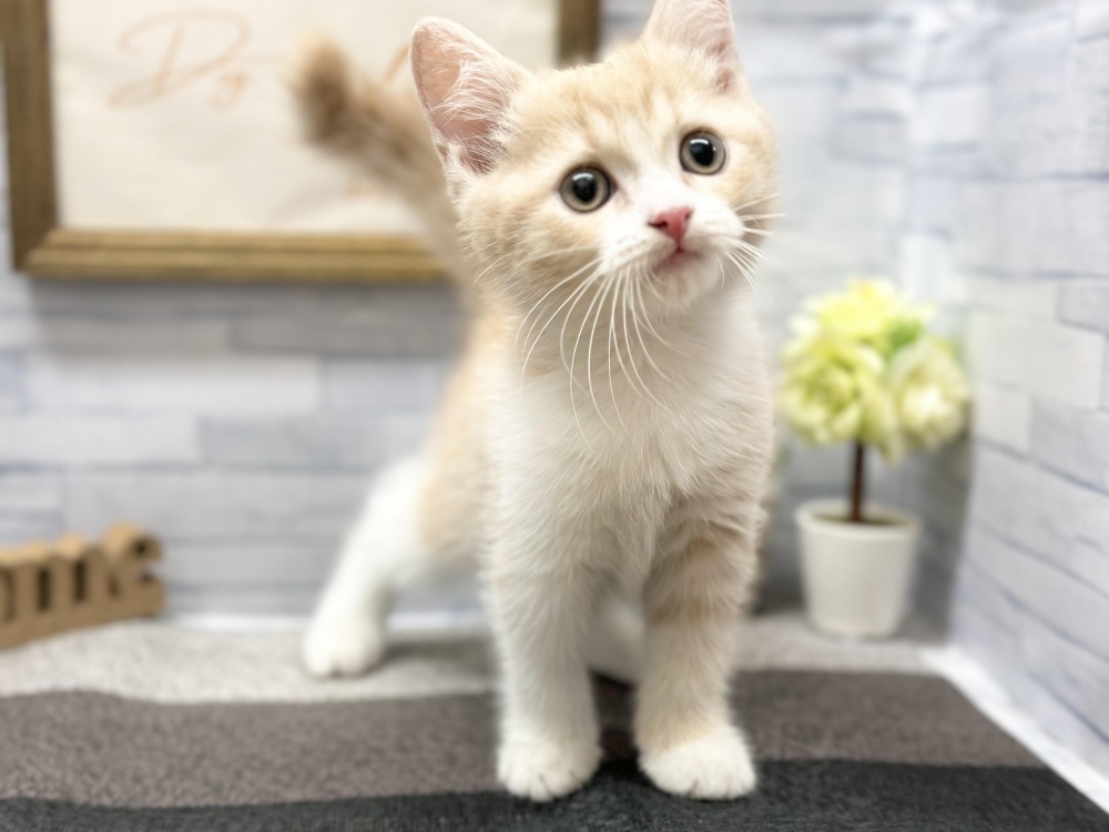 徳島県のスコティッシュフォールド (アミーゴ徳島店/2023年9月9日生まれ/女の子/クリームタビーホワイト)の子猫