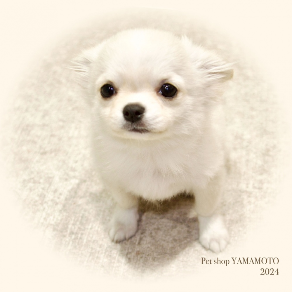 岡山県のチワワ(ロング) (アミーゴ大安寺店/2023年9月21日生まれ/女の子/クリーム)の子犬