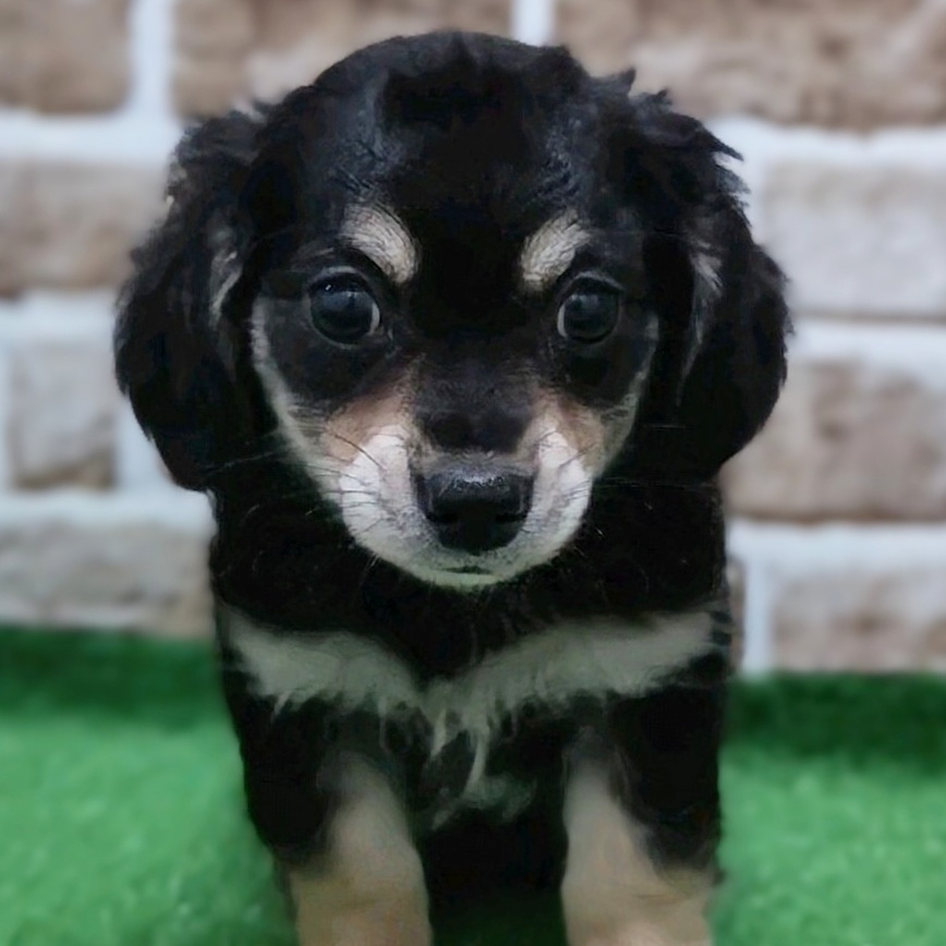 大阪府のハーフ犬 (アミーゴ高槻店/2023年9月20日生まれ/女の子/ブラックタン)の子犬