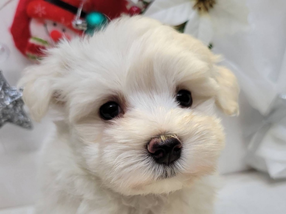 高知県のハーフ犬 (アミーゴ高知店/2023年9月22日生まれ/男の子/ホワイト(白))の子犬