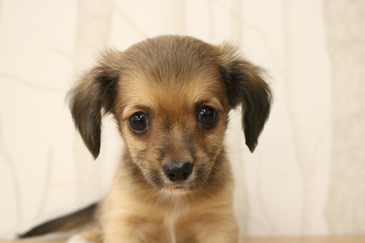 愛知県のハーフ犬 (アミーゴ春日井店/2023年9月17日生まれ/男の子/レッド(赤))の子犬