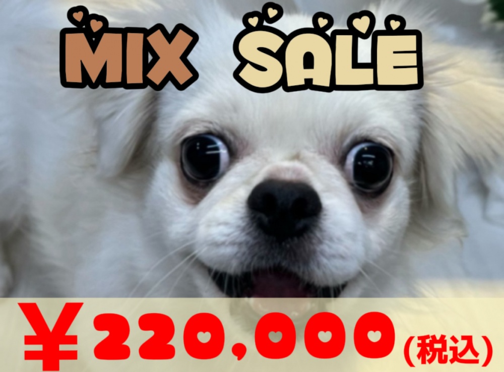 高知県のハーフ犬 (アミーゴ高知店/2023年3月21日生まれ/女の子/ホワイト(白))の子犬