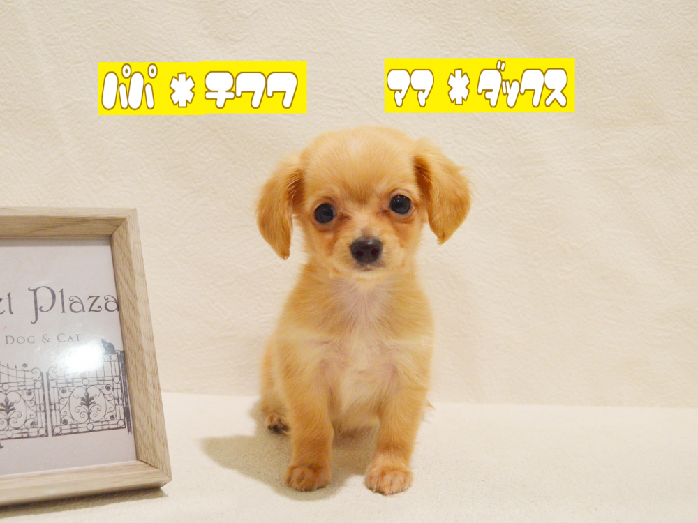 兵庫県のハーフ犬 (アミーゴ神戸灘店/2023年9月22日生まれ/男の子/レッドホワイト)の子犬