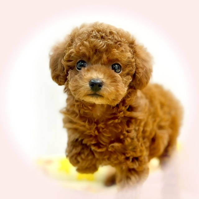 岡山県のトイプードル (アミーゴ大安寺店/2023年9月23日生まれ/女の子/レッド(赤))の子犬