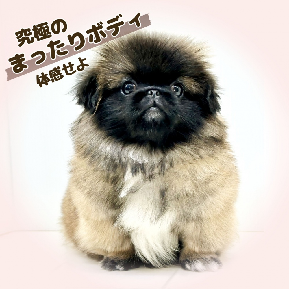 岡山県のペキニーズ (アミーゴ大安寺店/2023年9月23日生まれ/女の子/フォーンブラックマスク)の子犬