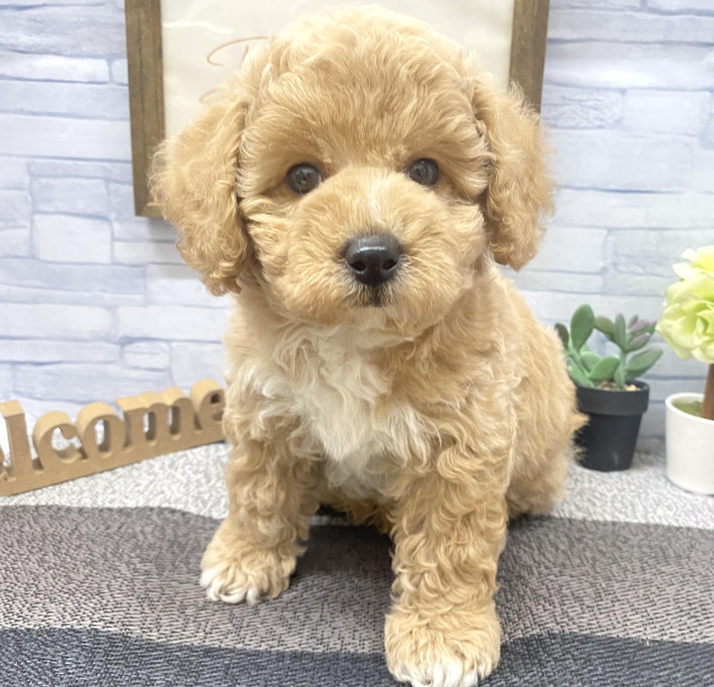 徳島県のハーフ犬 (アミーゴ徳島店/2023年9月25日生まれ/男の子/アプリコット)の子犬