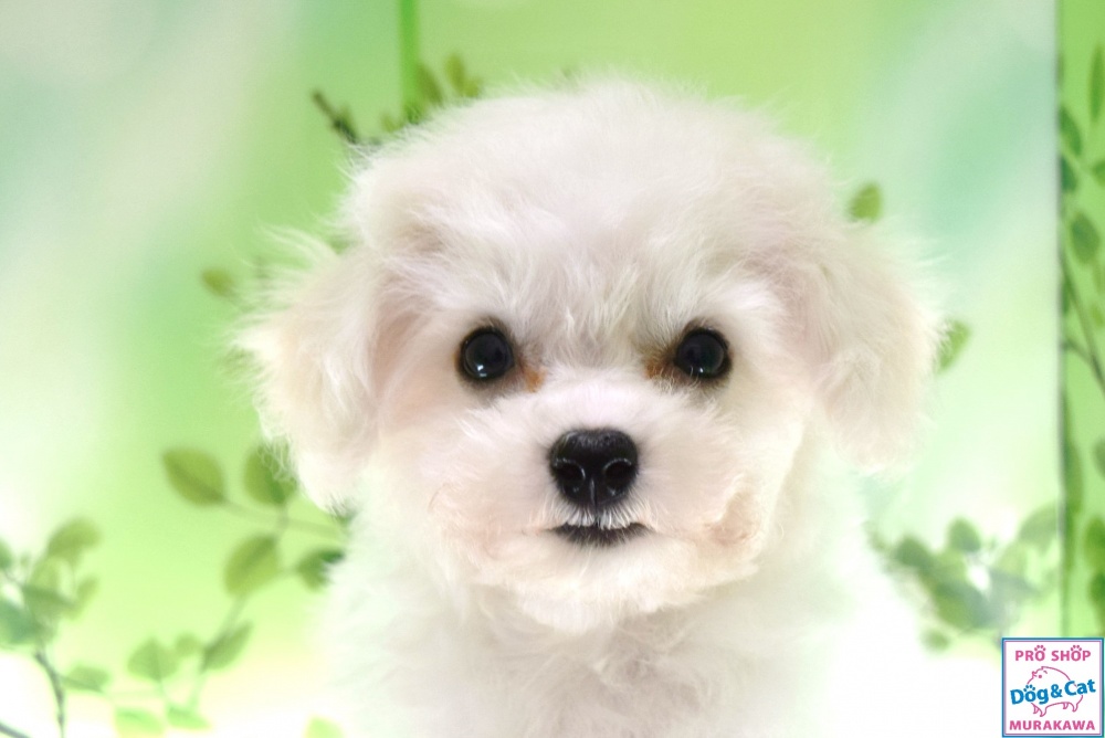 広島県のビションフリーゼ (アミーゴ温品店/2023年9月14日生まれ/男の子/ホワイト(白))の子犬