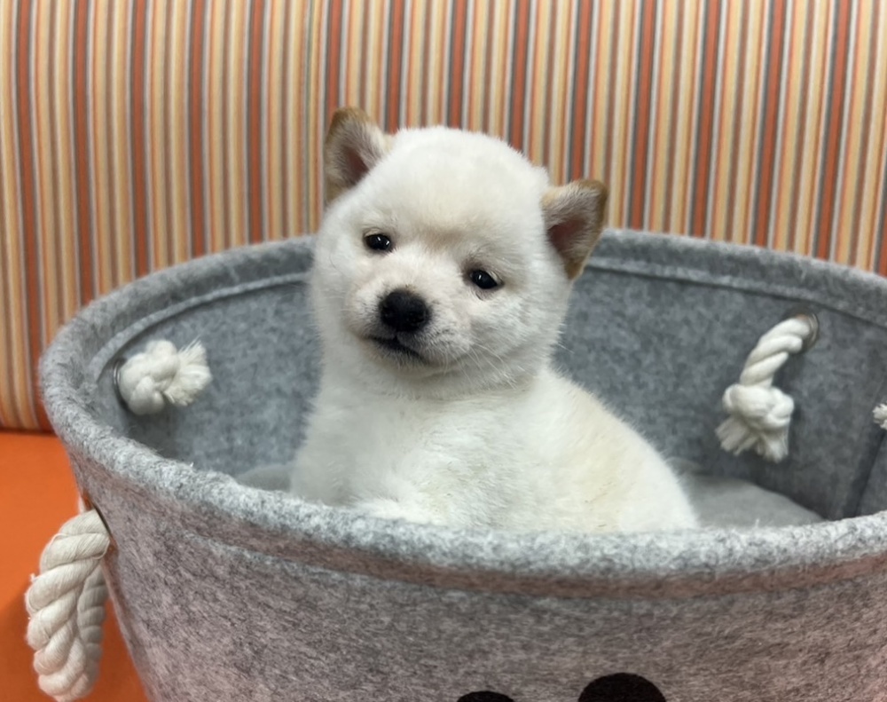広島県の豆柴 (アミーゴ西条店/2023年9月24日生まれ/女の子/ホワイト(白))の子犬