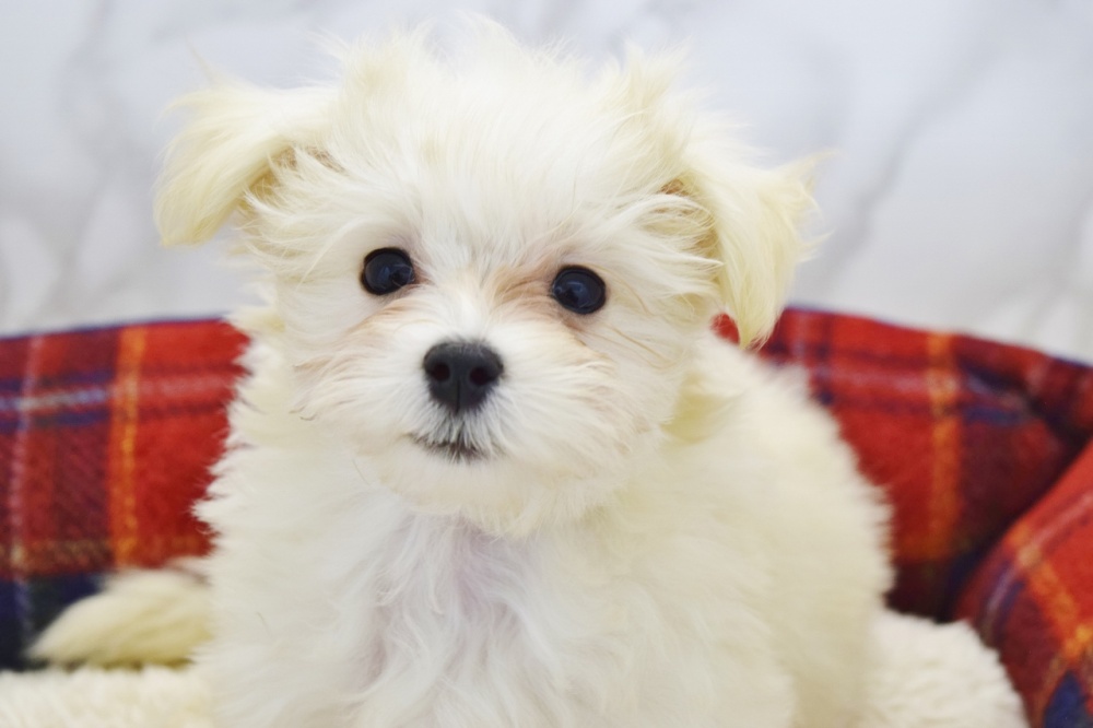 広島県のハーフ犬 (アミーゴ宇品店/2023年9月10日生まれ/女の子/クリーム)の子犬