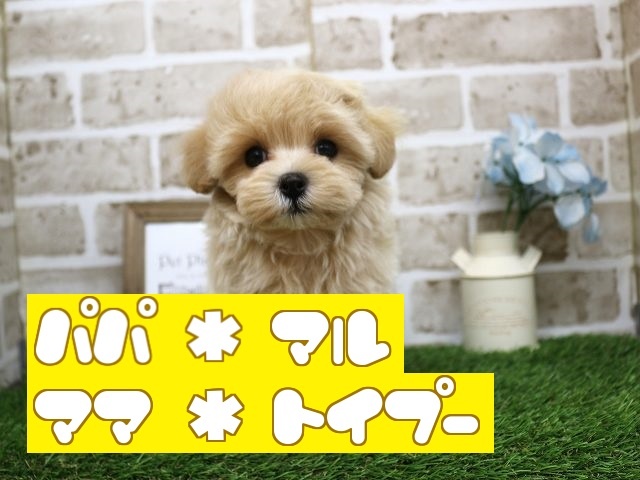 兵庫県のハーフ犬 (アミーゴ神戸西店/2023年9月16日生まれ/男の子/アプリコット)の子犬