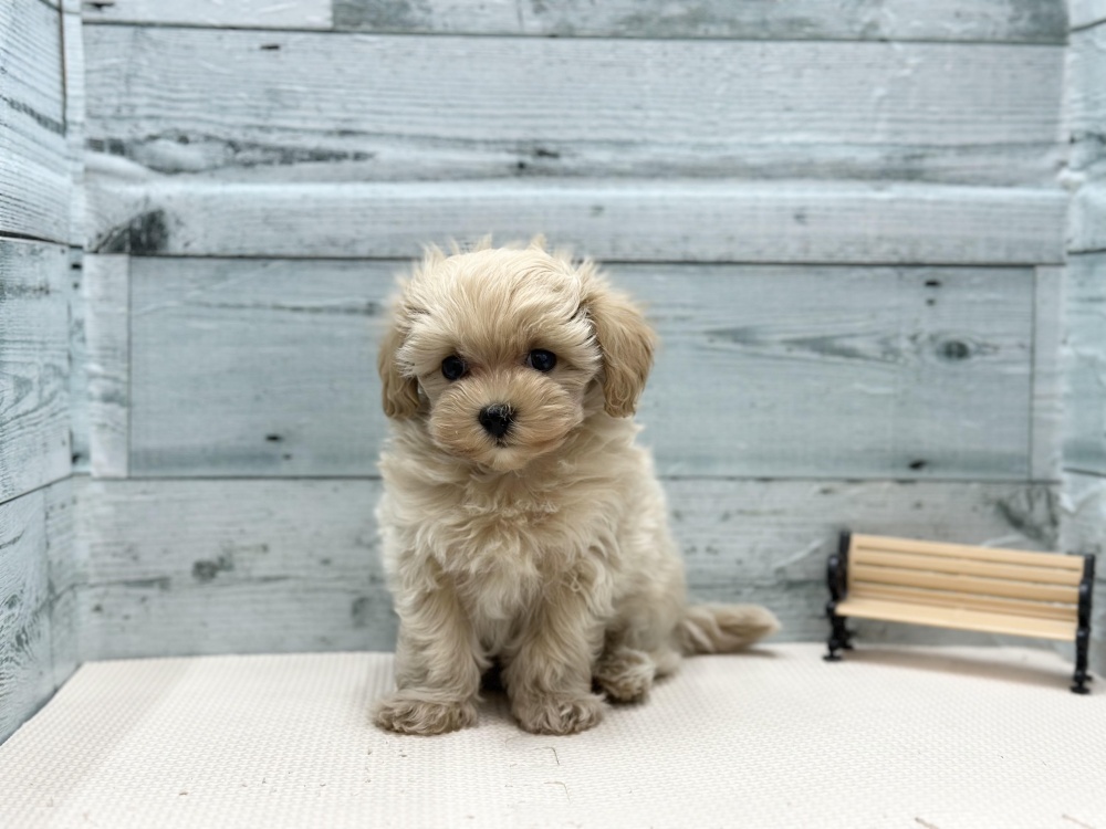 徳島県のハーフ犬 (アミーゴ北島店/2023年9月28日生まれ/男の子)の子犬