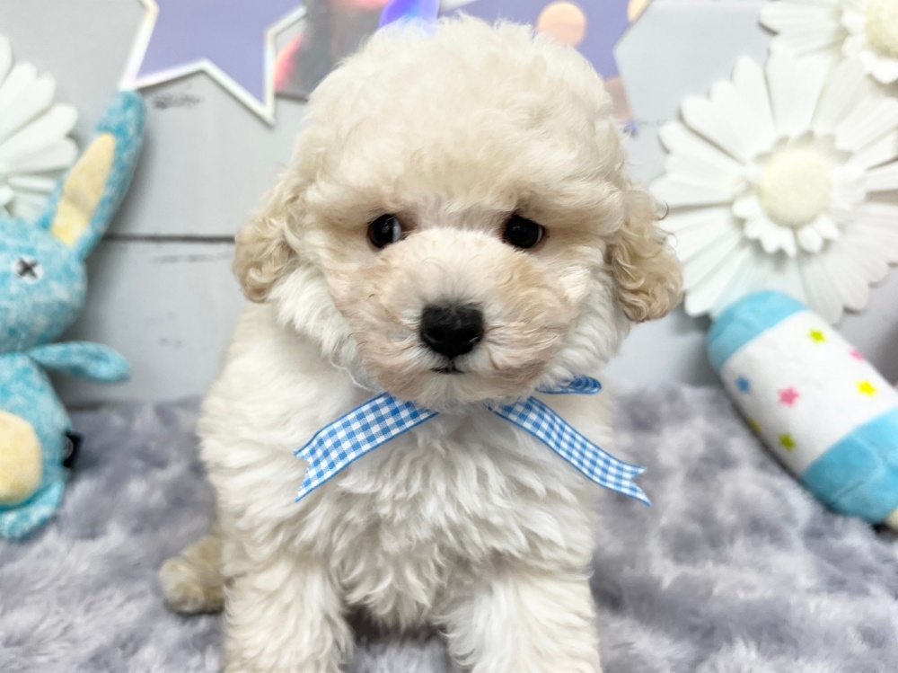 香川県のトイプードル (アミーゴ屋島店/2023年9月26日生まれ/男の子/ホワイト(白))の子犬