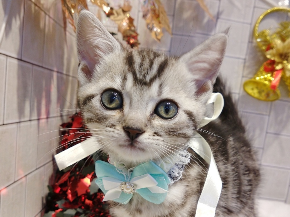 香川県のアメリカンショートヘアー (アミーゴ丸亀店/2023年9月26日生まれ/男の子/シルバータビー)の子猫
