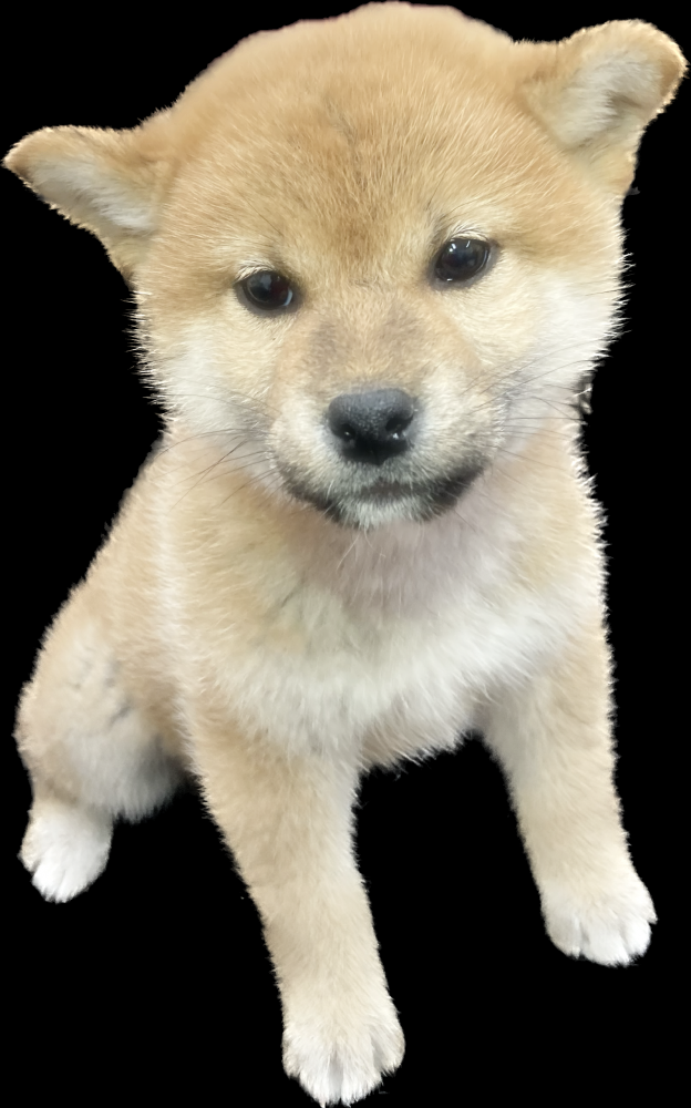 岡山県の柴犬 (アミーゴ津山店/2023年9月24日生まれ/女の子/レッド(赤))の子犬