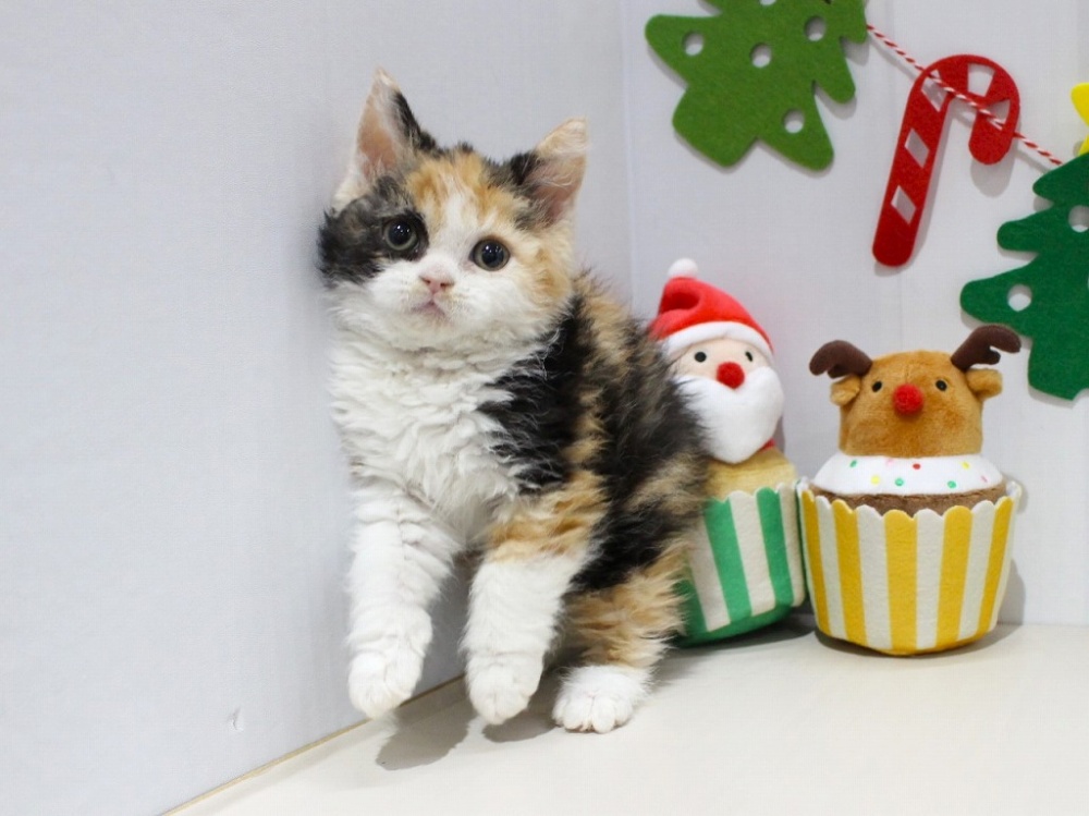 兵庫県のセルカークレックス (アミーゴつかしん店/2023年9月21日生まれ/女の子/キャリコ)の子猫